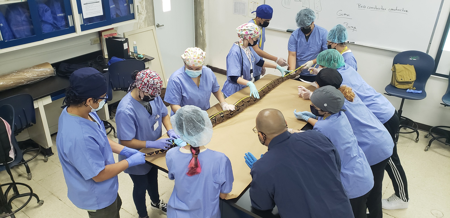 Vet Camp Verano Universidad de Puerto Rico en Arecibo