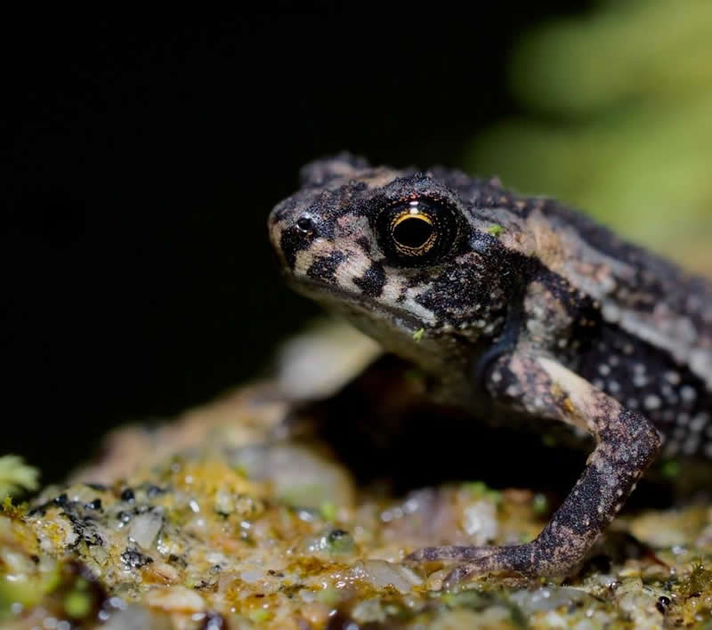 Sapo Concho juvenil con piel moteada en tonos oscuros, posado sobre musgo y piedras. Tiene ojos dorados y cuerpo delgado, en un entorno oscuro y húmedo que favorece su camuflaje.