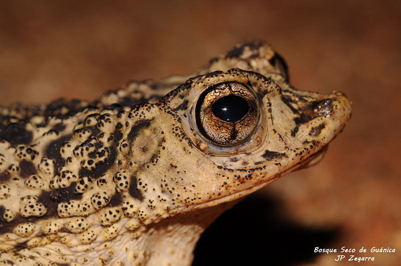 Primer plano de una hembra de sapo Concho con piel beige y manchas oscuras, textura rugosa y ojo grande dorado con patrón reticulado, tomada en el Bosque Seco de Guánica.