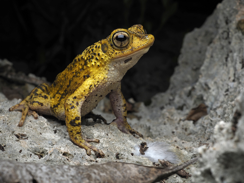 Sapo Concho macho de color amarillo con manchas oscuras, posado sobre una roca gris en un ambiente natural seco. Se destaca su piel rugosa, ojos dorados grandes y postura alerta.
