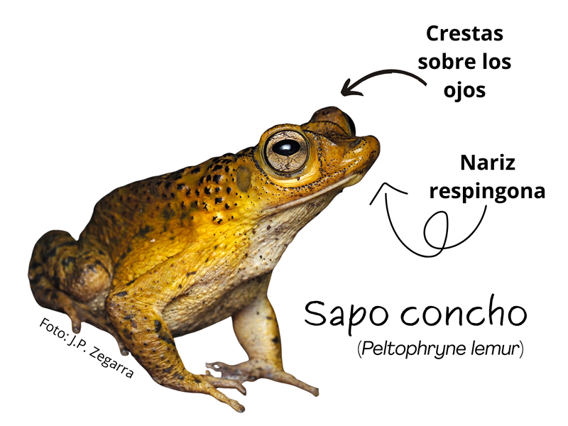Vista lateral del sapo Concho (Peltophryne lemur) sobre fondo blanco, con flechas que destacan sus crestas sobre los ojos y su nariz respingona. Tiene piel amarilla con manchas oscuras, ojos dorados prominentes y cuerpo rugoso.
