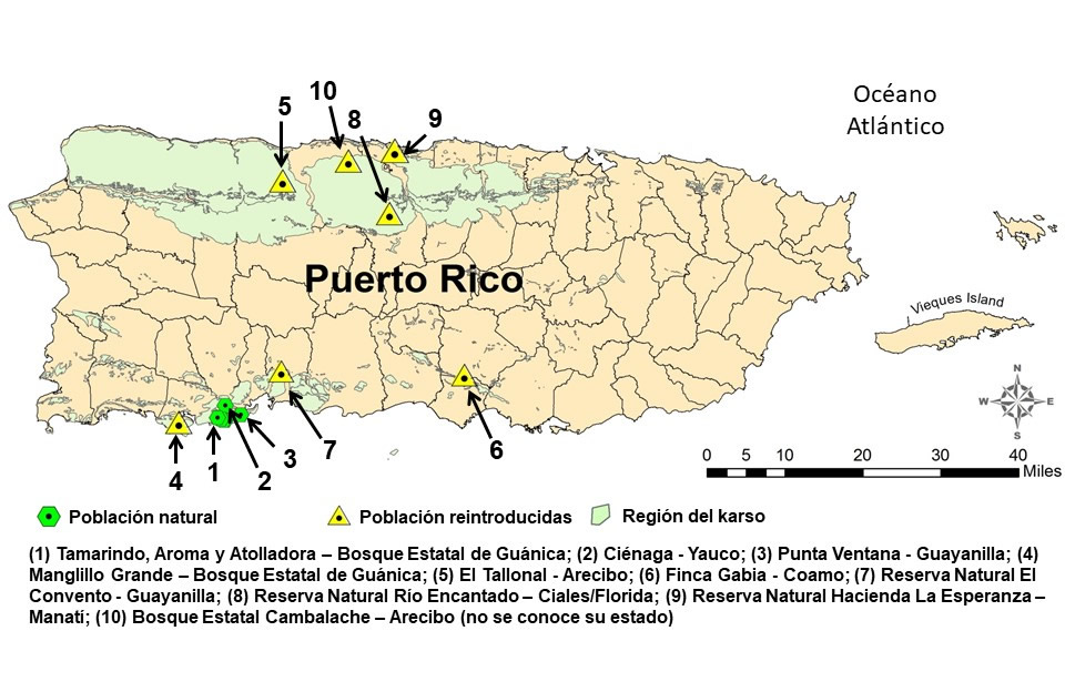 Mapa de Puerto Rico que muestra la distribución de poblaciones del sapo Concho: poblaciones naturales (en verde) concentradas en Guánica y Guayanilla, y poblaciones reintroducidas (en amarillo) en diversas reservas naturales y bosques estatales del norte y centro de la isla.