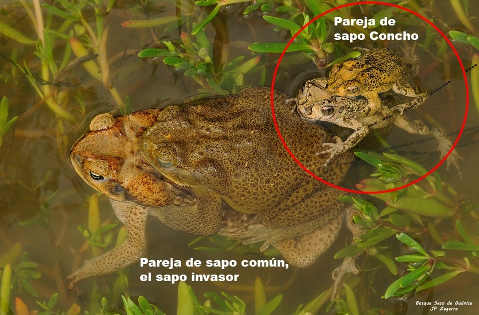 Fotografía comparativa de dos parejas de sapos en apareamiento: una pareja de sapo común invasor (más grande, marrón) y una pareja de sapo Concho (más pequeña, amarilla con manchas), tomadas en el Bosque Seco de Guánica.