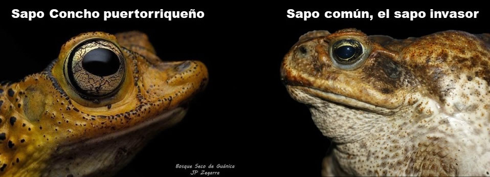 Comparación visual entre el sapo Concho puertorriqueño (a la izquierda, de piel anaranjada y ojo dorado) y el sapo común invasor (a la derecha, de piel marrón grisácea y ojo oscuro), sobre fondo negro con texto identificativo en la parte superior.