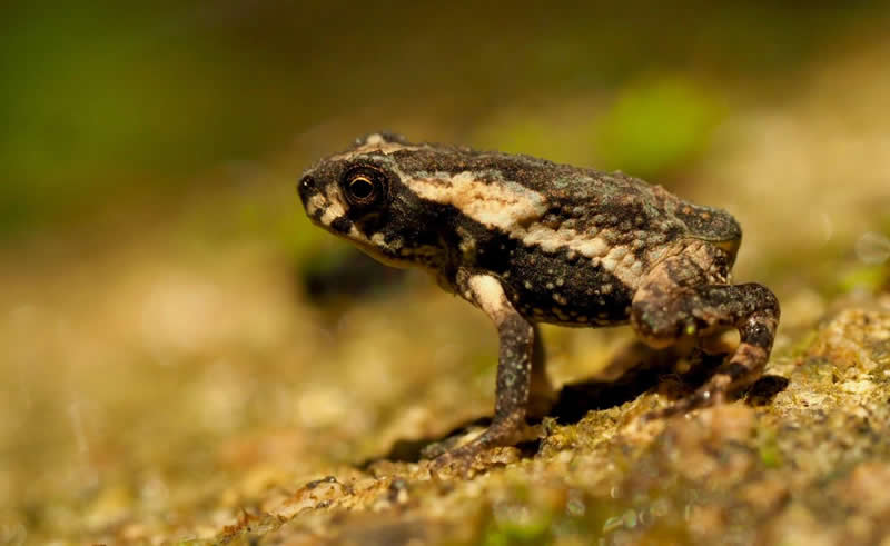 Sapo Concho juvenil visto de perfil, con cuerpo oscuro y franja clara a lo largo del dorso. Está sobre suelo húmedo iluminado por luz cálida, en postura alerta con las patas listas para saltar.