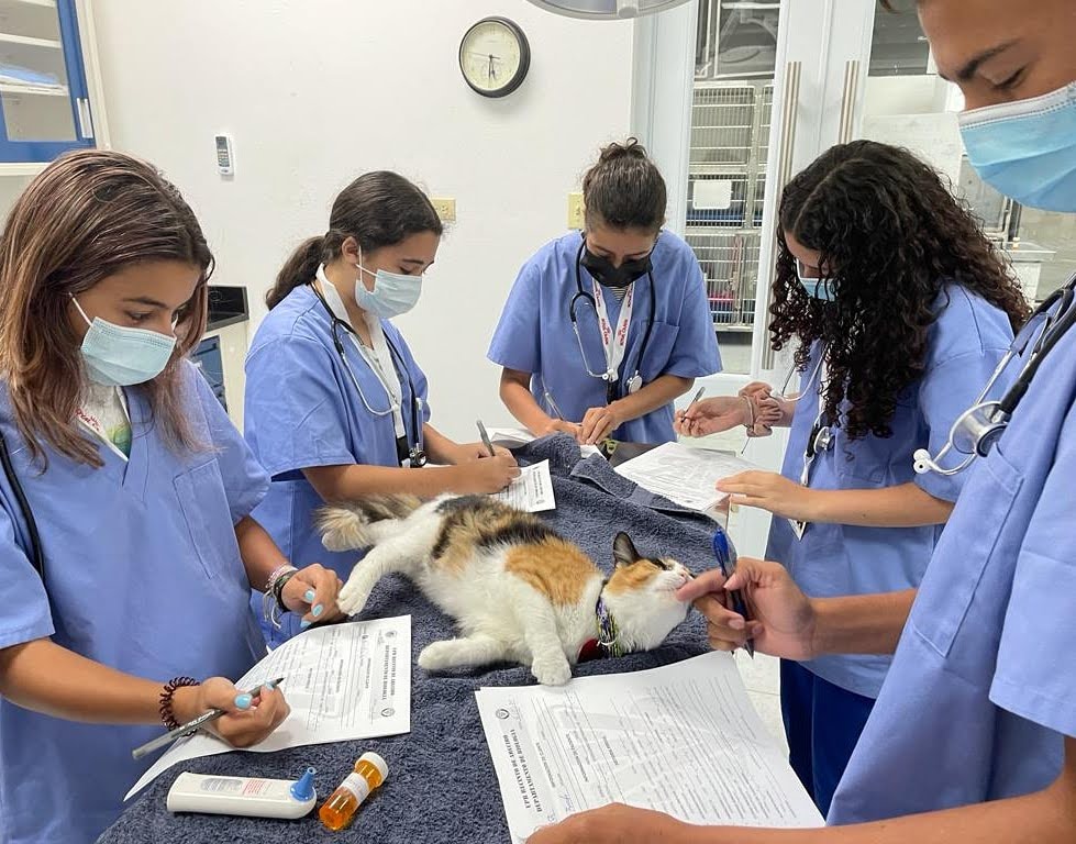 Vet Camp Verano Universidad de Puerto Rico en Arecibo