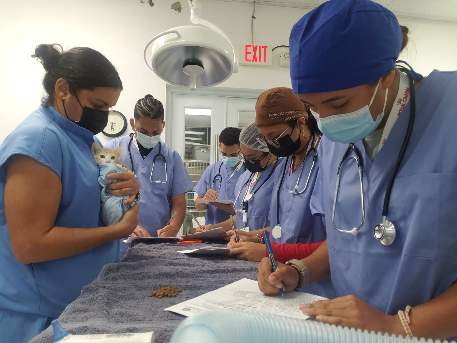 Vet Camp Verano Universidad de Puerto Rico en Arecibo
