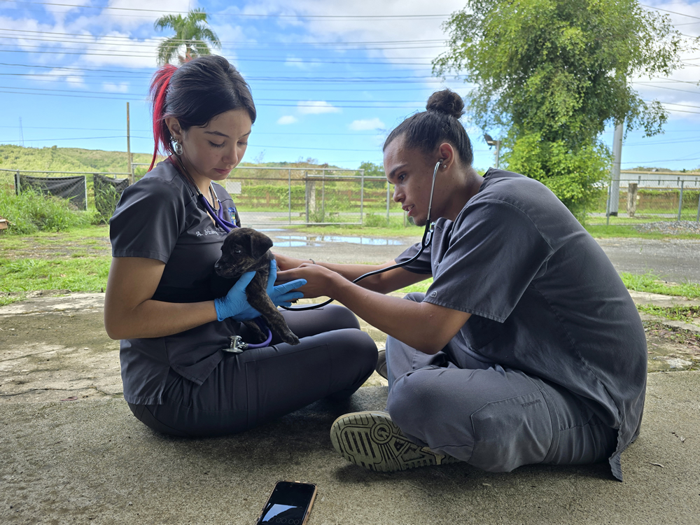 Dos estudiantes de tecnología veterinaria, vestidos con uniformes clínicos grises, examinan cuidadosamente un cachorro pequeño al aire libre. Uno sostiene al animal, mientras el otro lo ausculta con un estetoscopio. La escena refleja una práctica clínica en un entorno rural, posiblemente en un refugio o instalación veterinaria de la universidad.