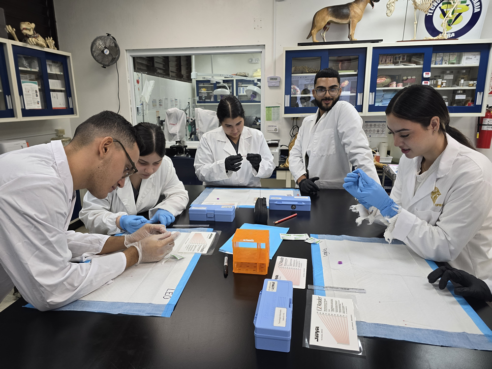 Cinco estudiantes de veterinaria, con batas blancas y guantes, realizan una práctica de laboratorio manipulando instrumentos clínicos sobre una mesa con materiales organizados, en un entorno académico con vitrinas y modelos anatómicos de animales al fondo.