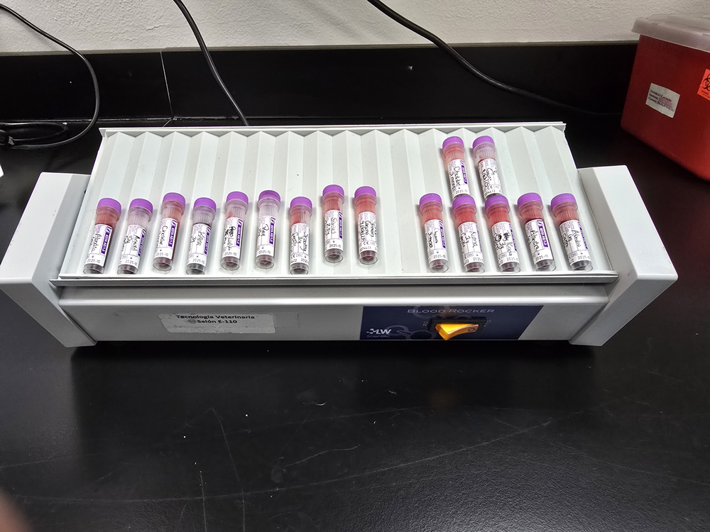 Plataforma de laboratorio Blood Rocker con quince tubos de ensayo con sangre, dispuestos en filas inclinadas para mezcla continua, en un entorno académico del Programa de Tecnología Veterinaria.