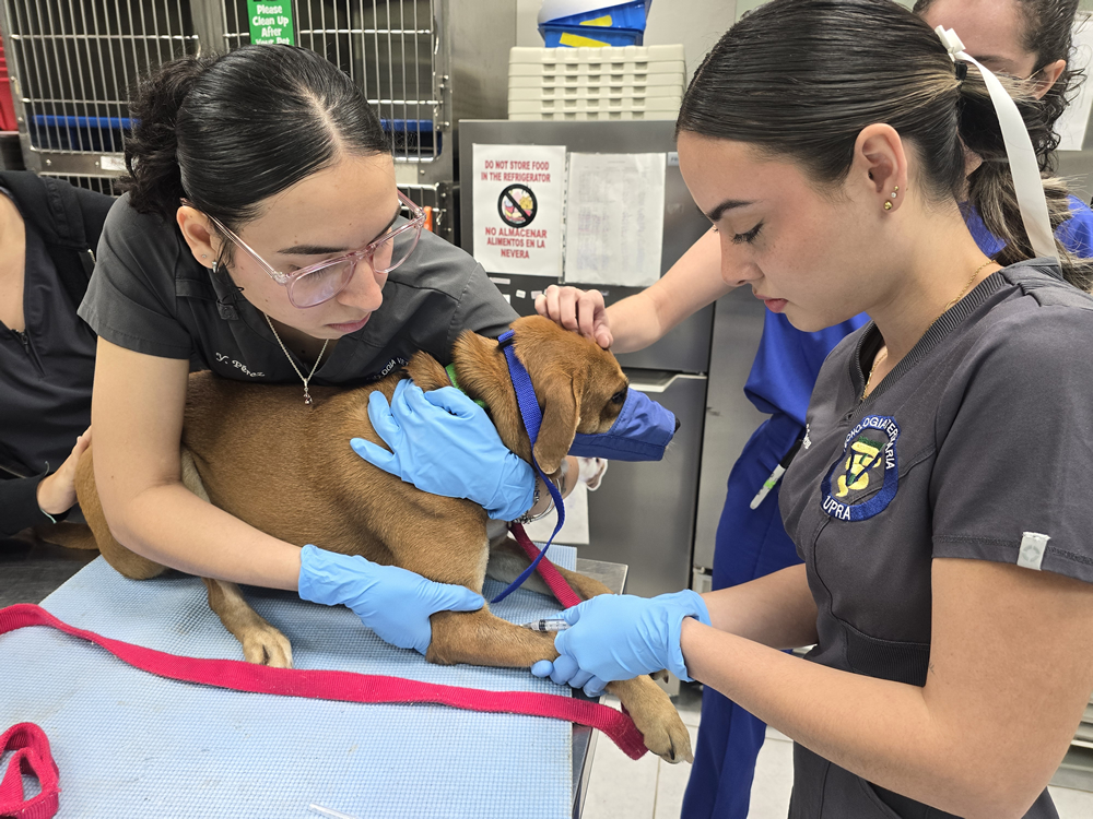 Estudiantes de veterinaria de la UPR-Arecibo realizan una práctica clínica aplicando una inyección intravenosa a un perro, en un entorno controlado y con medidas de seguridad.