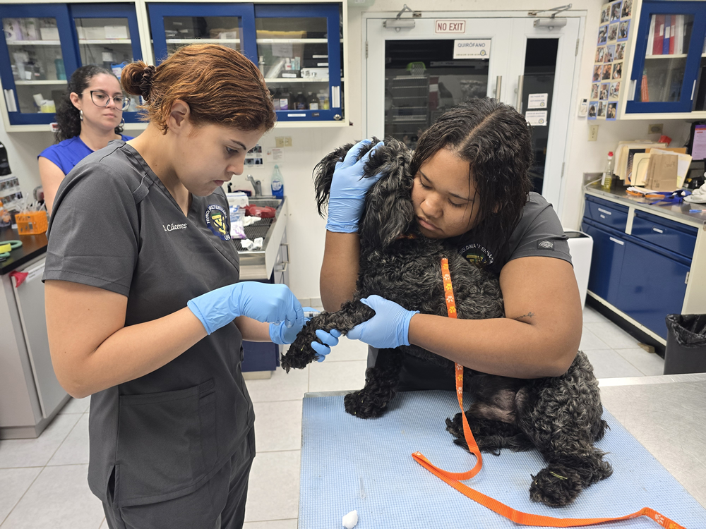 Estudiantes del Programa de Tecnología Veterinaria de la UPR en Arecibo atienden a un perro de pelaje negro rizado en un laboratorio clínico. Una estudiante sostiene al animal mientras otra examina su pata delantera. Una tercera estudiante observa. Todas usan guantes y uniforme clínico. El entorno es un laboratorio veterinario equipado.