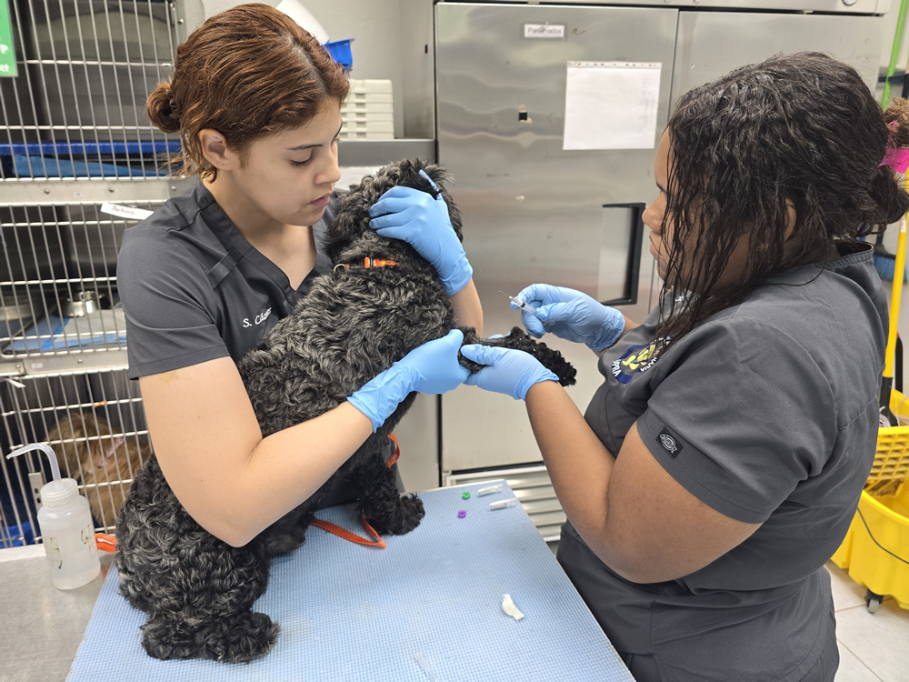 Dos estudiantes del Programa de Tecnología Veterinaria de la UPR en Arecibo realizan un procedimiento clínico con un perro de pelaje negro rizado en una sala veterinaria. Una estudiante sostiene al animal mientras la otra manipula una aguja en su pata delantera. La escena transcurre en una mesa de examen con insumos médicos visibles.