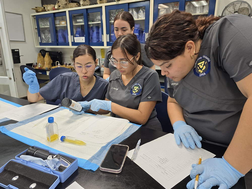 Estudiantes del Programa de Tecnología Veterinaria de la UPR en Arecibo trabajan en una práctica de laboratorio. Llevan uniforme gris, guantes y gafas protectoras, y manipulan frascos y líquidos mientras completan hojas de datos.