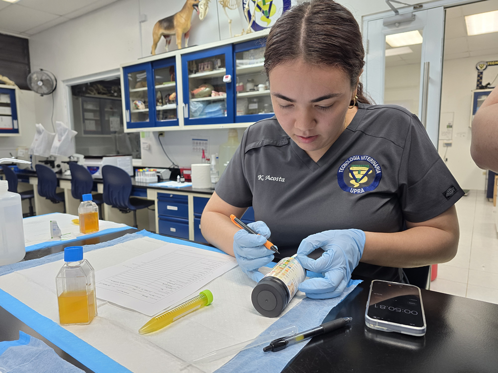 Estudiante de Tecnología Veterinaria en laboratorio, observando una tira reactiva en un envase cilíndrico, rodeada de materiales de análisis y con cronómetro activo. Viste uniforme con logo de la UPR en Arecibo.