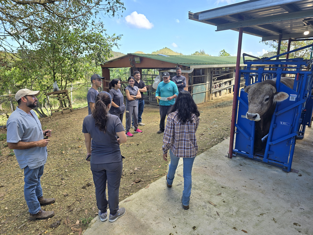 Grupo de estudiantes y docentes observan práctica veterinaria con vaca sujeta en estructura de manejo. Actividad al aire libre en instalación agrícola, dirigida por instructora.