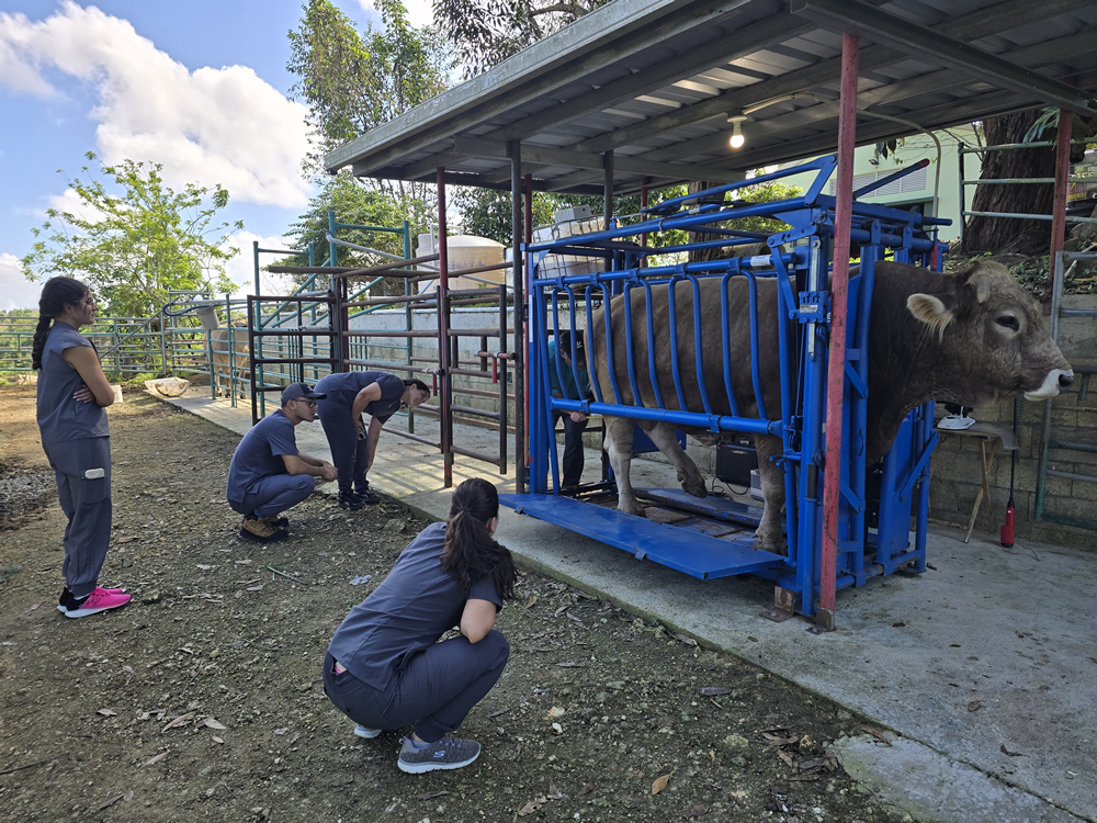 Estudiantes de Tecnología Veterinaria de la UPR en Arecibo realizan una práctica con una vaca sujeta en un cajón de contención metálico azul, en un entorno rural al aire libre. Observan y participan en un procedimiento veterinario con vestimenta profesional, bajo una estructura techada junto a corrales.