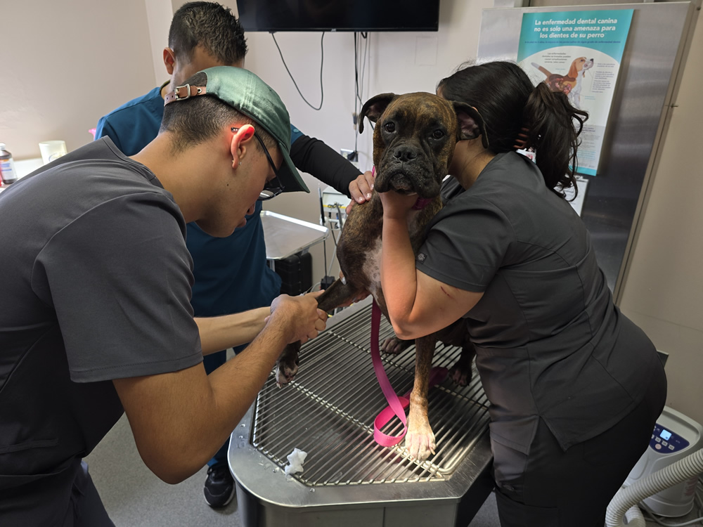 Tres estudiantes de Tecnología Veterinaria de la UPR en Arecibo realizan el corte de uñas a un perro bóxer sobre una mesa clínica. El perro está sujeto con correa rosa y es inmovilizado con cuidado. La escena ocurre en una clínica veterinaria, con un cartel sobre salud dental canina visible al fondo.