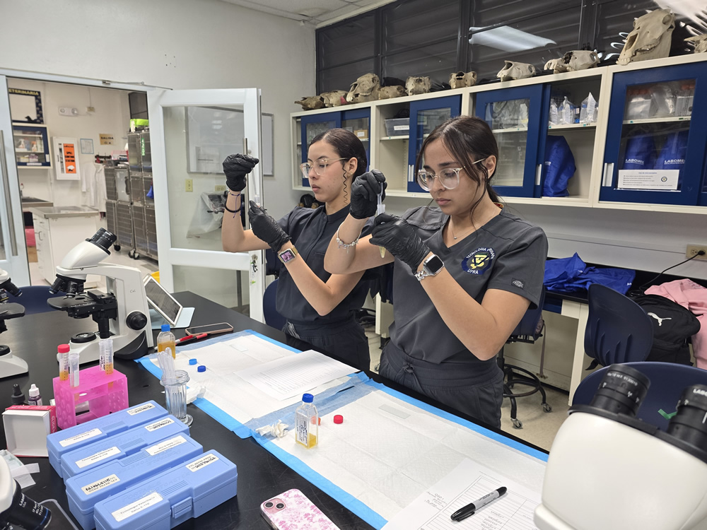 Dos estudiantes de Tecnología Veterinaria de la UPR en Arecibo realizan prácticas de laboratorio manipulando muestras con tubos de ensayo. Están en un laboratorio equipado con microscopios, materiales clínicos y cráneos animales educativos en los estantes del fondo.