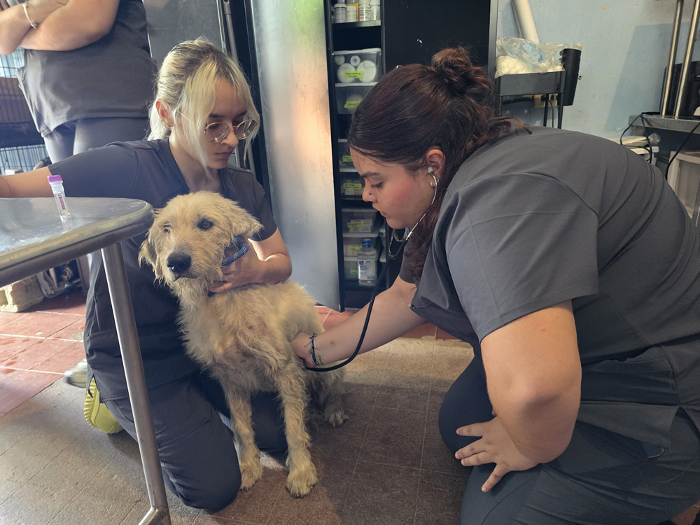 Dos estudiantes de Tecnología Veterinaria de la UPR en Arecibo examinan a un perro de pelaje claro dentro de un consultorio veterinario. Una lo sostiene mientras la otra le ausculta el pecho con un estetoscopio. El entorno es clínico, con estantes y suministros médicos visibles.