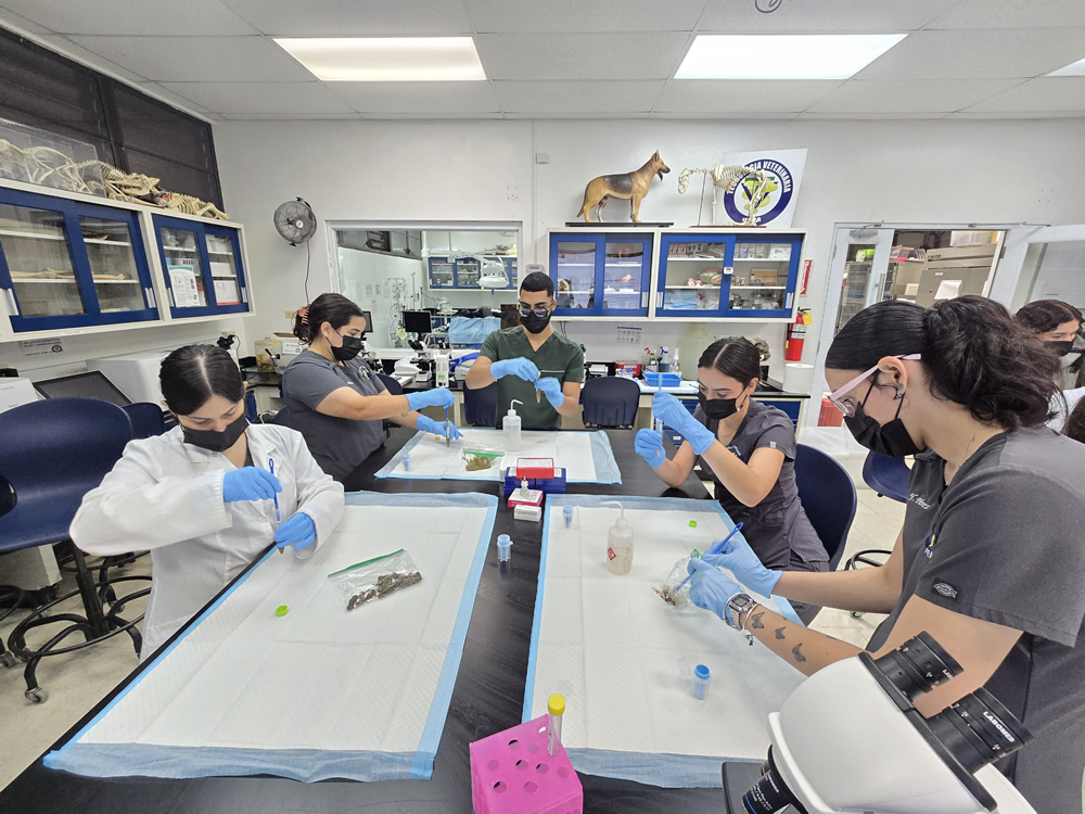 Seis estudiantes del Programa de Tecnología Veterinaria de la UPR en Arecibo realizan una práctica de laboratorio, manipulando muestras con guantes, pinzas y tubos en un entorno equipado con vitrinas, modelos anatómicos y materiales de laboratorio.