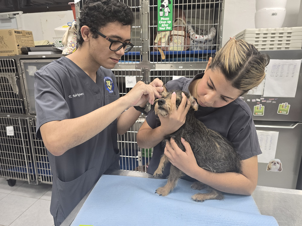 Dos estudiantes de Tecnología Veterinaria de la UPR en Arecibo inspeccionan el oído de un perro pequeño sobre una mesa clínica, mientras lo sostienen con cuidado en una sala equipada con jaulas y material veterinario.